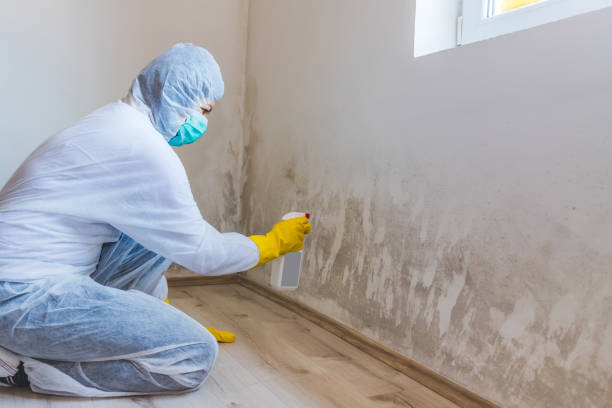 Licensed Mold Inspection service in Canton, GA - WQB Mold Removal